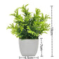 Artificial Bonsai Green Fake Plant Eucalyptus - Alb3rt & Co.